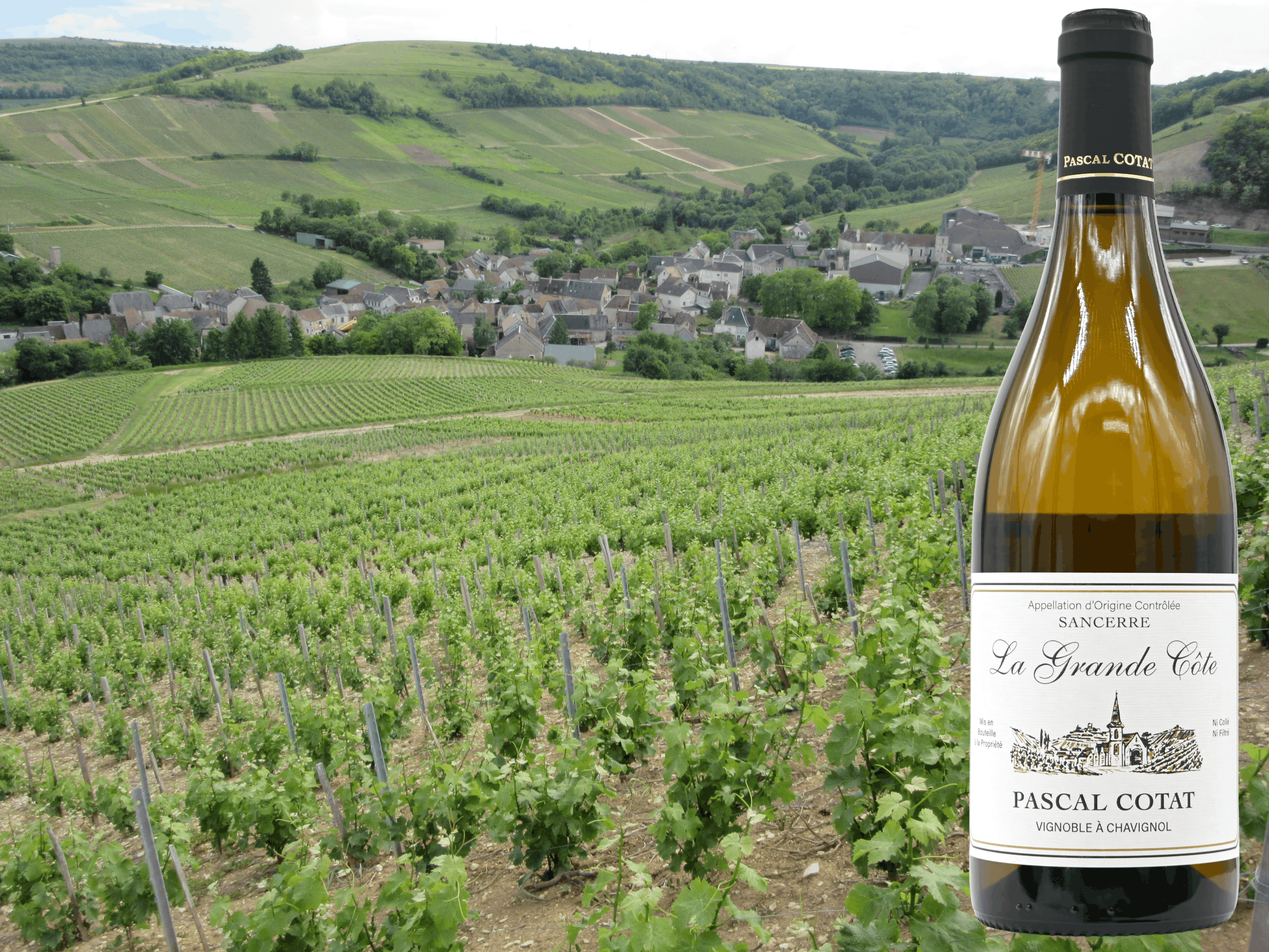 Pascal Cotat “La Grande Côte” 2024 – FujisanWinery 富士山ワイナリー