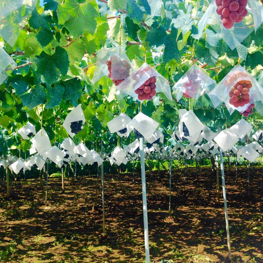 Shizen Sparkling Koshu シゼンスパークリング甲州 2019