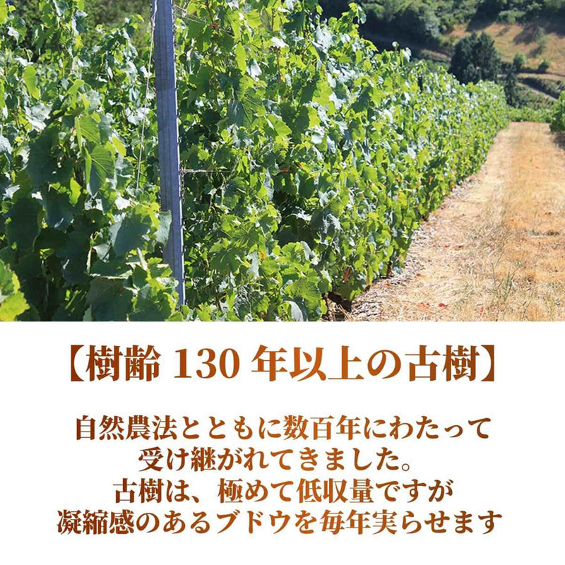 【予約受注用】ボージョレ・ヴィラージュ ヌーヴォー2025 Beaujolais Village Nouveau 2025